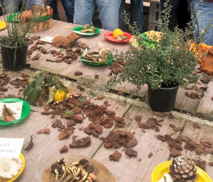 PASSEGGIATA ALLA RICERCA DEI PRIMI FUNGHI PRIMAVERILI