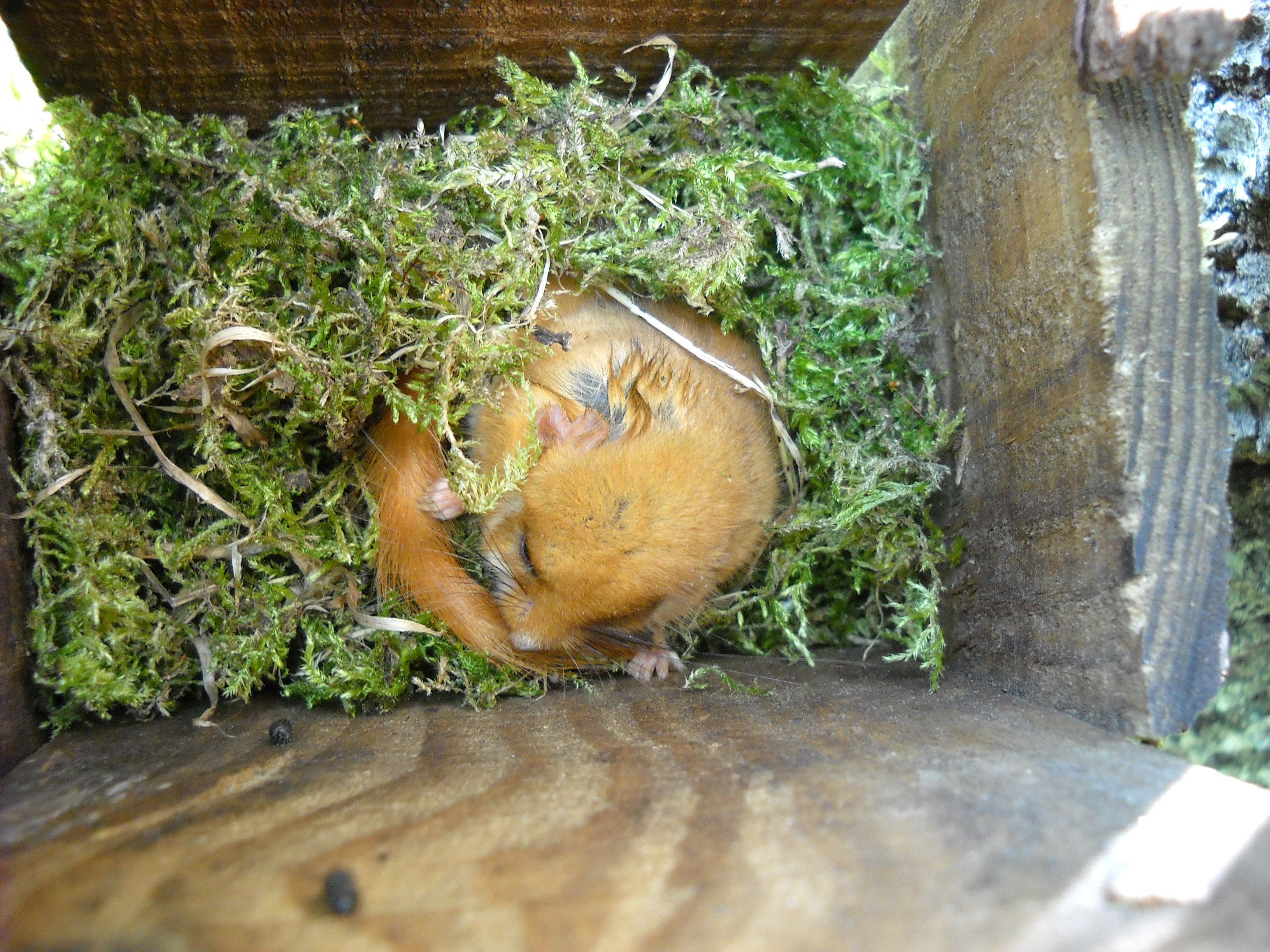 Autori foto: gruppo di ricerca di A. Mortelliti