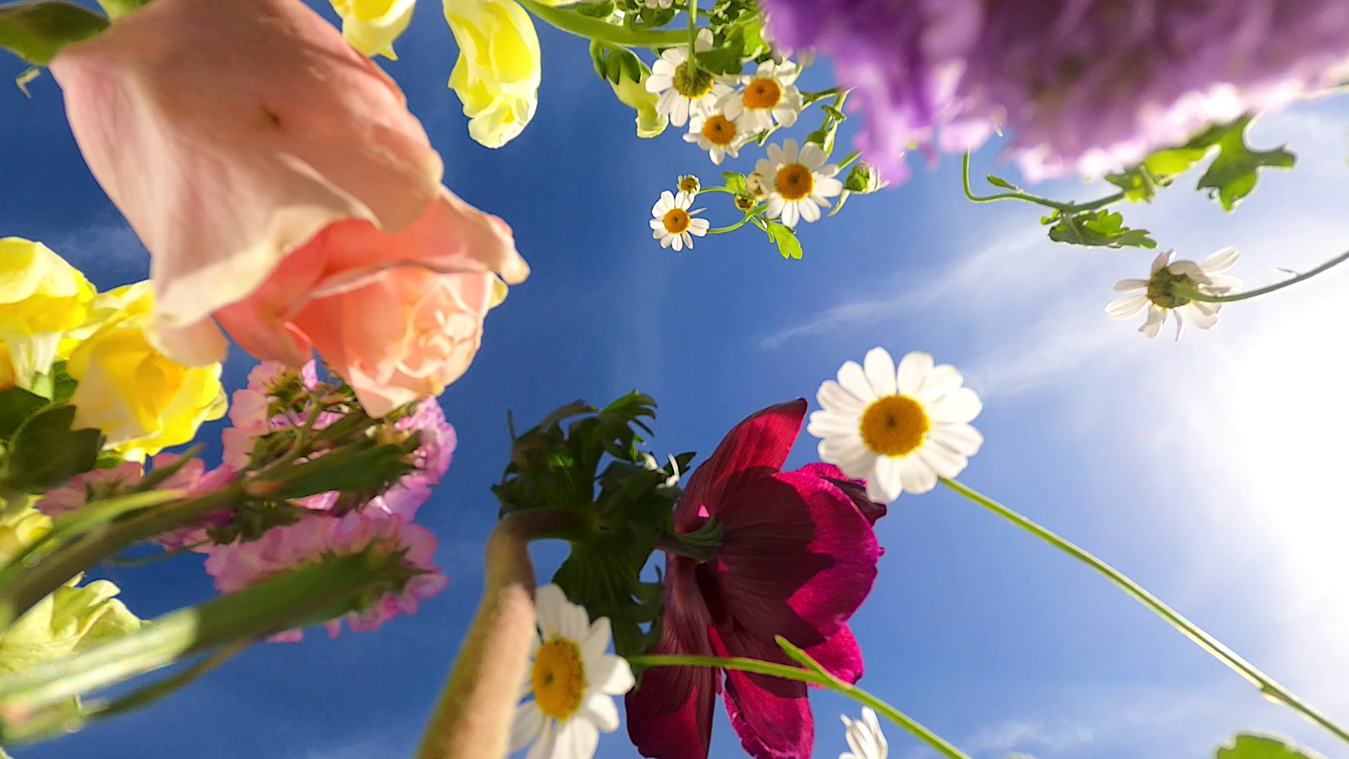 Sbocciano i fiori nei parchi del Lazio