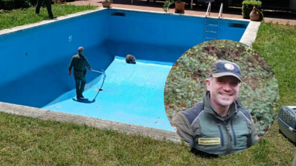 La buffa storia del tasso in piscina