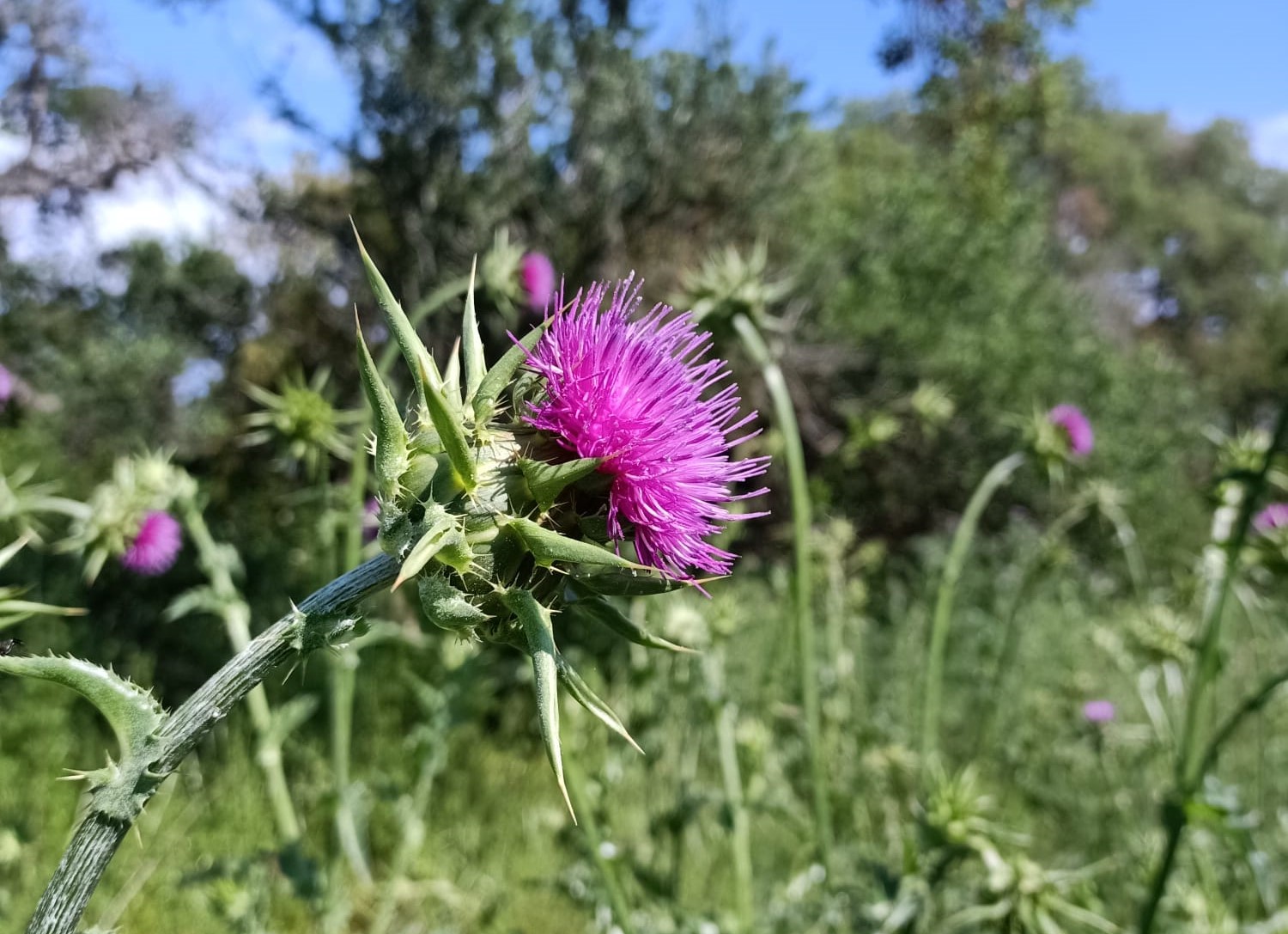 IL SUGHERETO E LE SUE ERBE