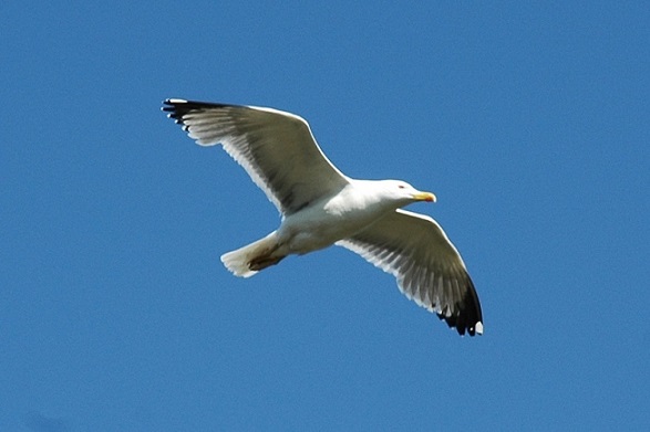 Gabbiano reale - Fotografia di Riccardo Caldoni