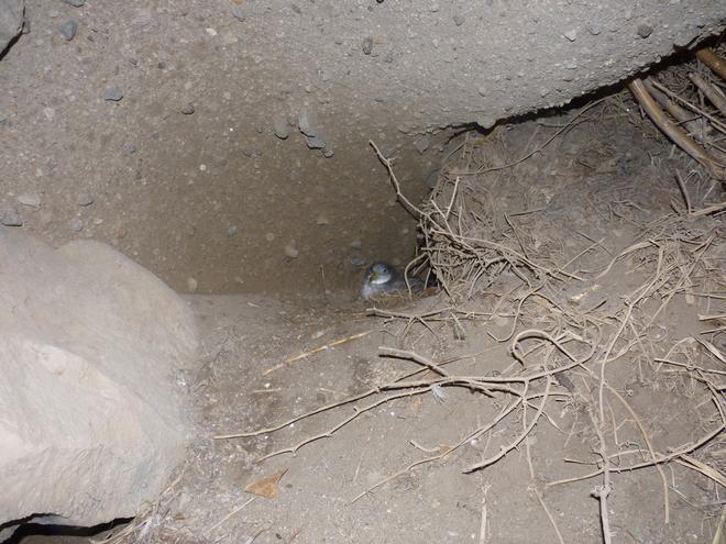 Nido di Berta Maggiore (Calonectris diomedea)