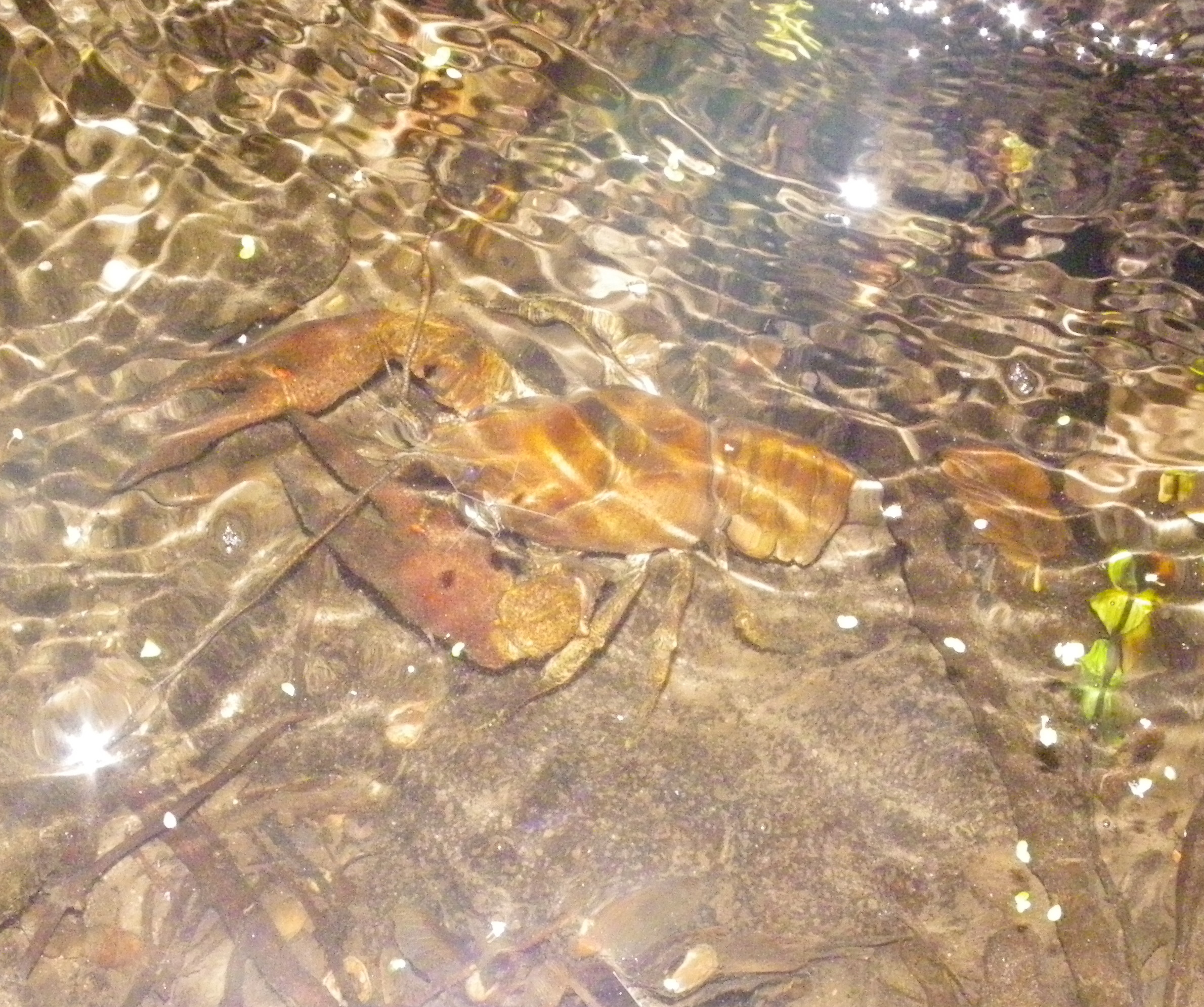 Gambero di fiume Italiano autoctoctono (Austropotamobius pallipes)