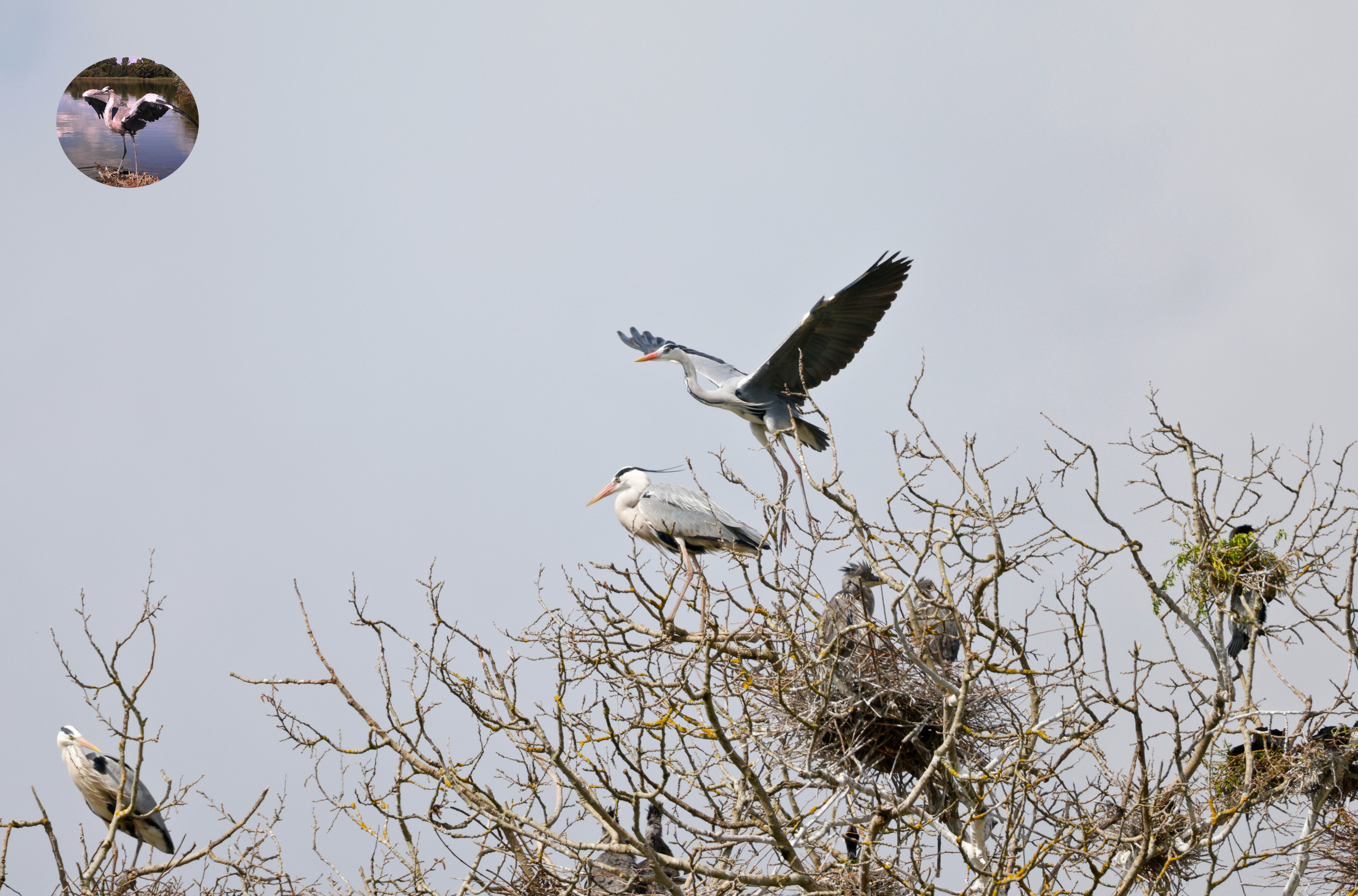 Nidi della Garzaia del lago di Ripasottile