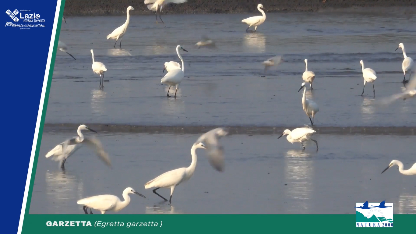 Garzette (Egretta garzetta)