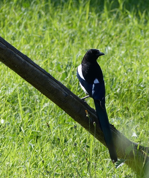 Gazza, foto di Riccardo Caldoni