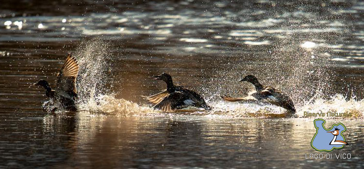 Germani reali al lago di Vico