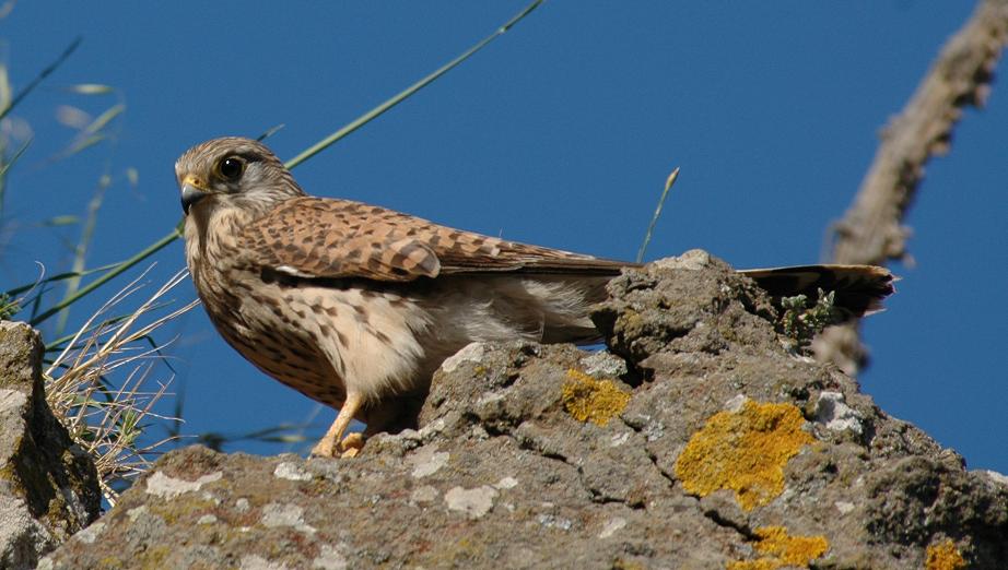 Foto di Riccardo Caldoni