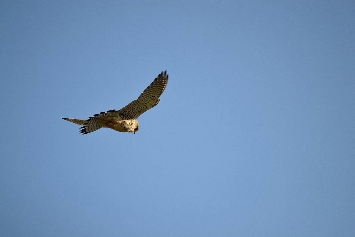 Gheppio di Stefano Mancinelli