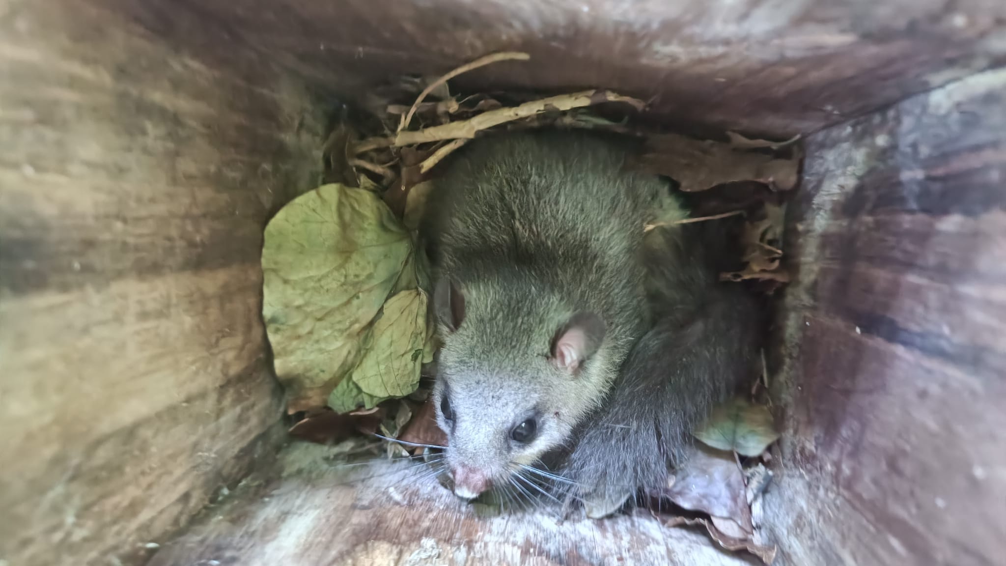 Il piccolo ghiro riconquista il bosco