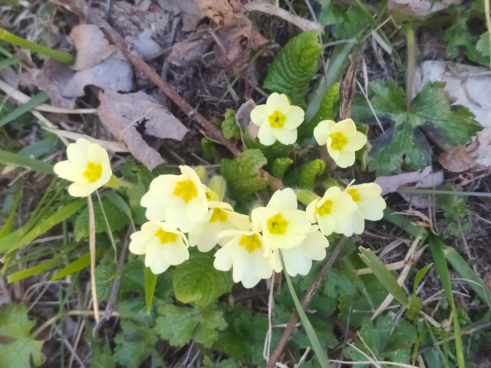 Rimandata la passeggiata di Domenica 16 aprile