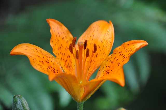 Giglio di San Giovanni