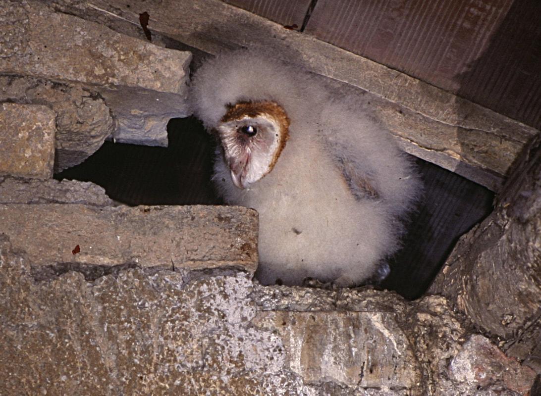Vai alla pagina della Stazione Ornitologica