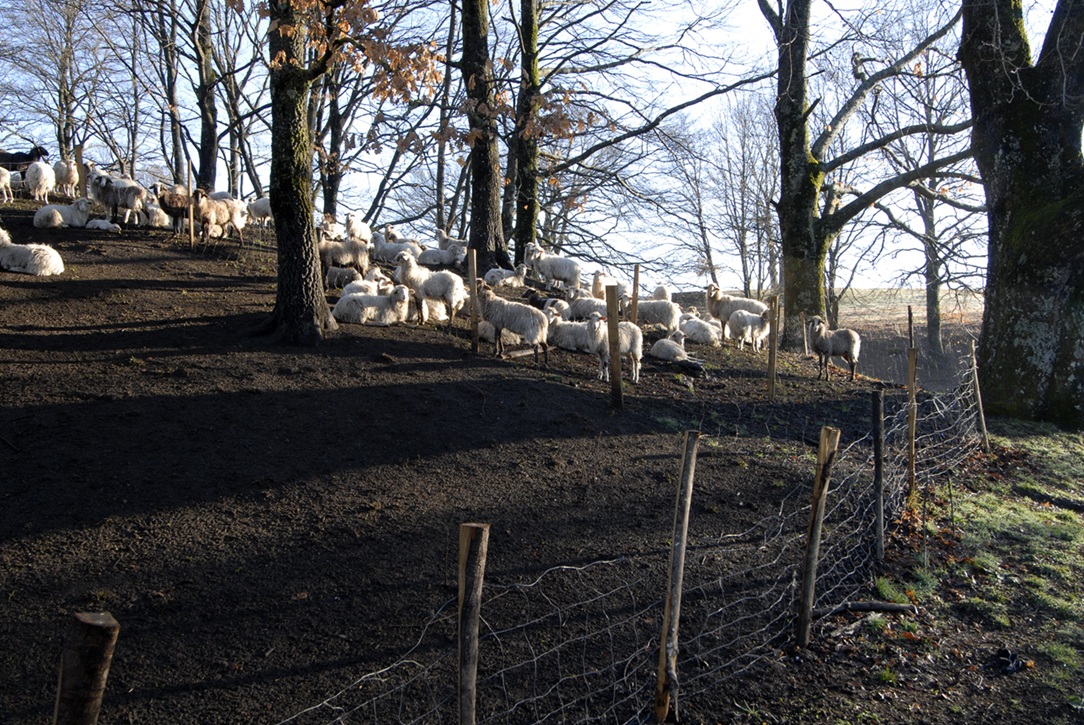Sant'Antonio Abate e il legame profondo con l'ambiente