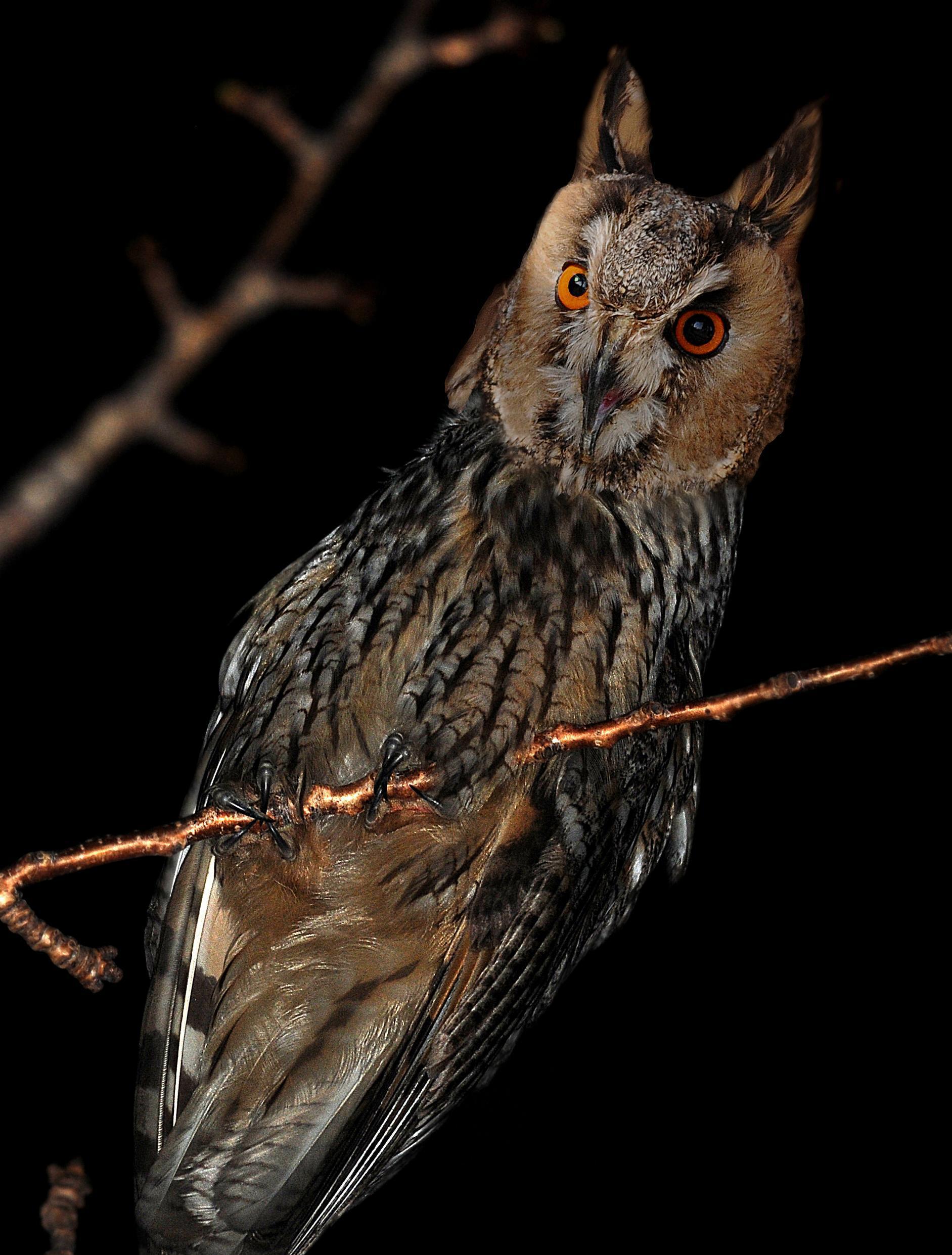 Notte da gufi nella Riserva naturale della Macchia di Gattaceca e Macchia del Barco