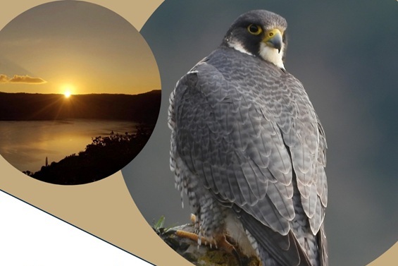 Documentario "I rapaci del Parco dei Castelli Romani"