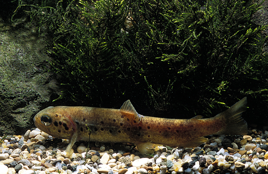 Il Carpione del Fibreno