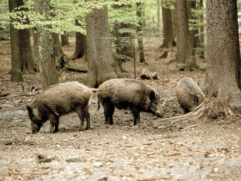 Il Cinghiale foto di: P. Papa