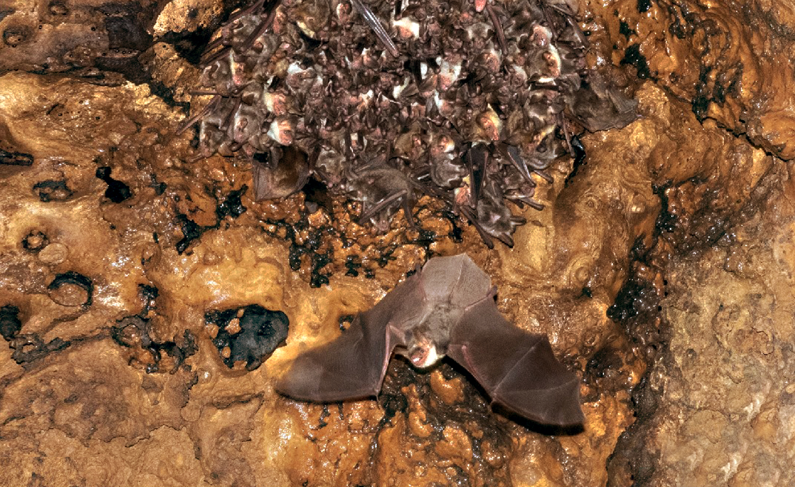 Le colonie di chirotteri nelle ZSC grotta dei Bambocci di Collepardo e grotta di Pastena