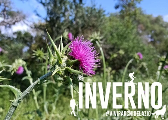 Il Sughereto e le sue Erbe