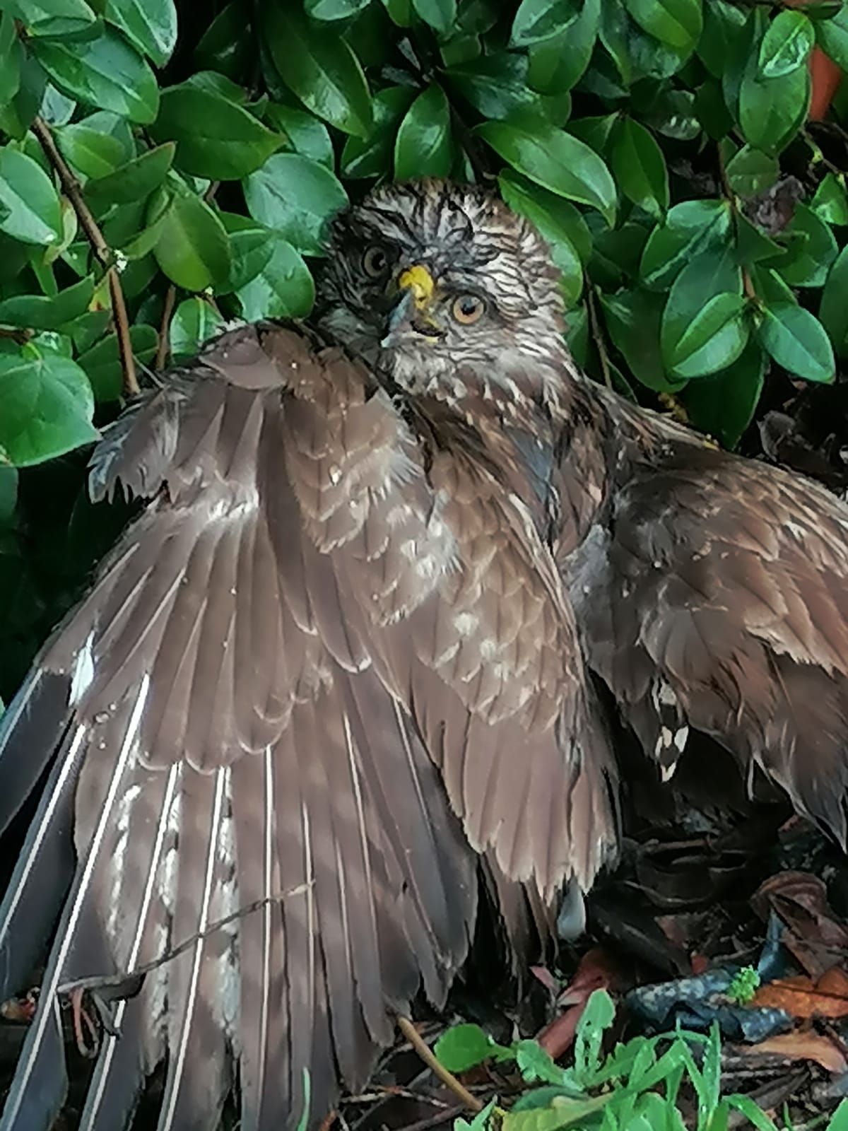 I GUARDIAPARCO DI BRACCIANO-MARTIGNANO METTONO IN SALVO UNA POIANA FERITA: SARA' TRASPORTATA AL CENTRO RECUPERO ANIMALI SELVATICI DEL LAGO DI VICO