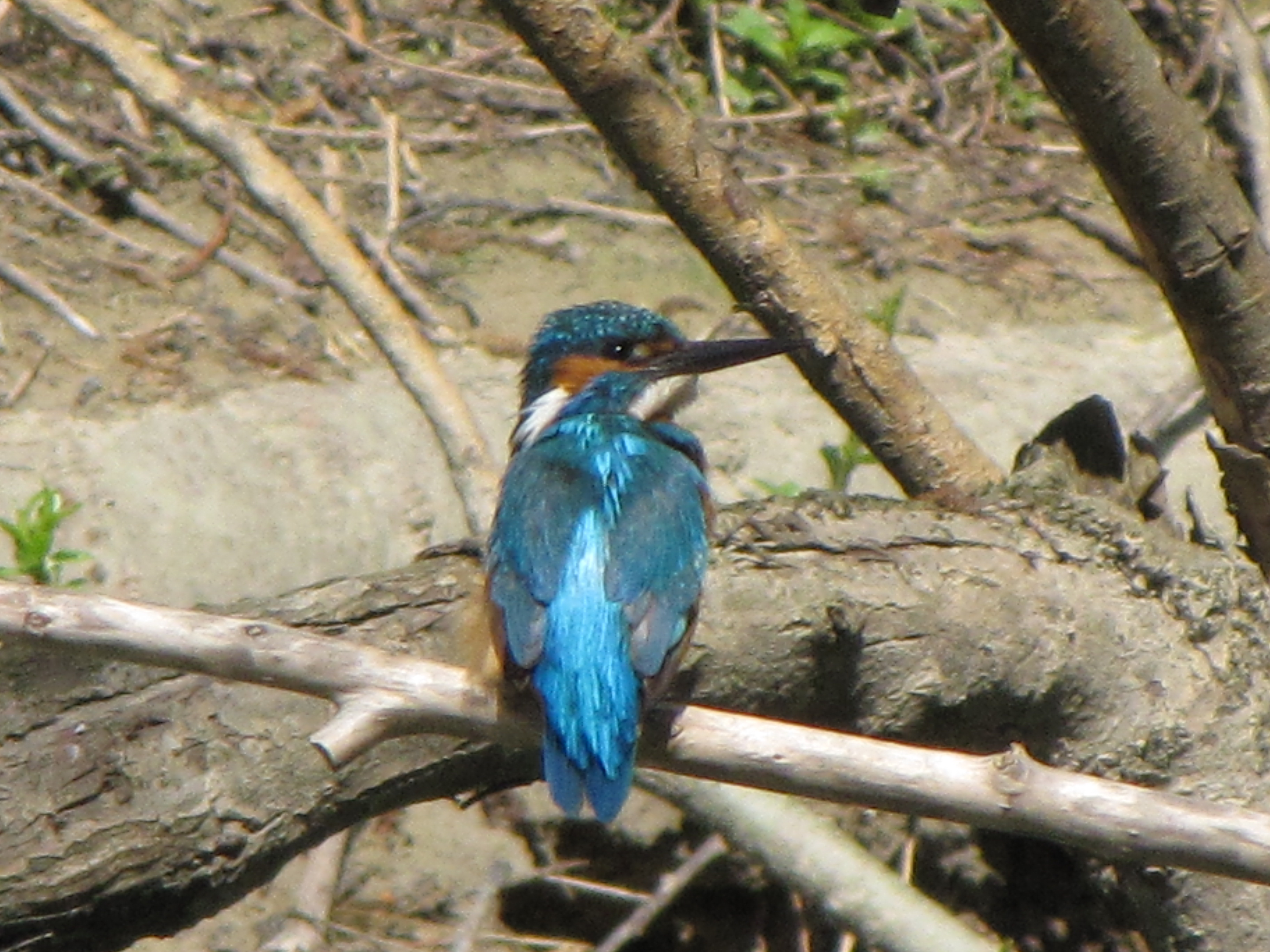 BIRDWATCHING IN RISERVA