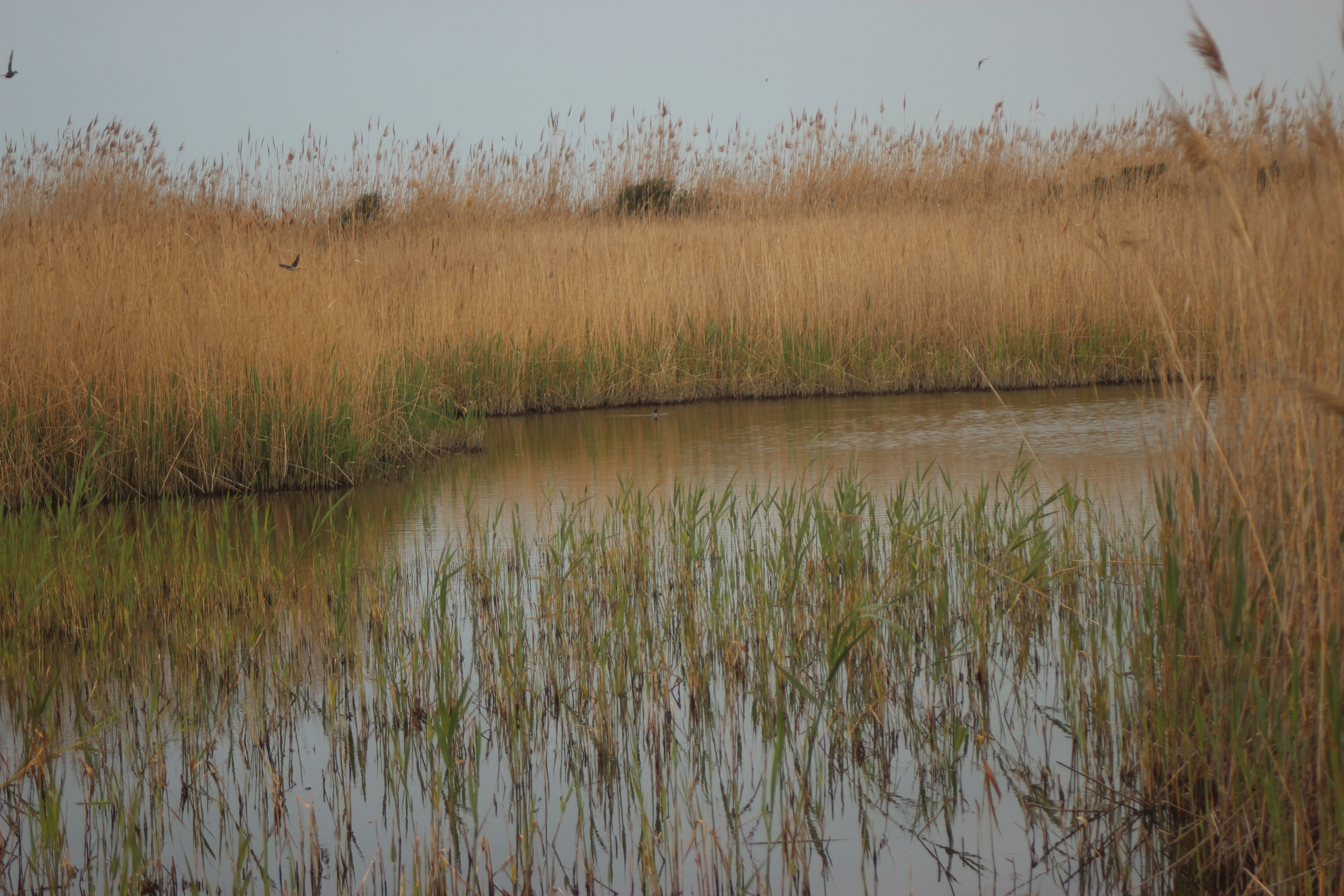 CITY NATURE CHALLENGE 2023 NELLA PALUDE DI TORRE FLAVIA