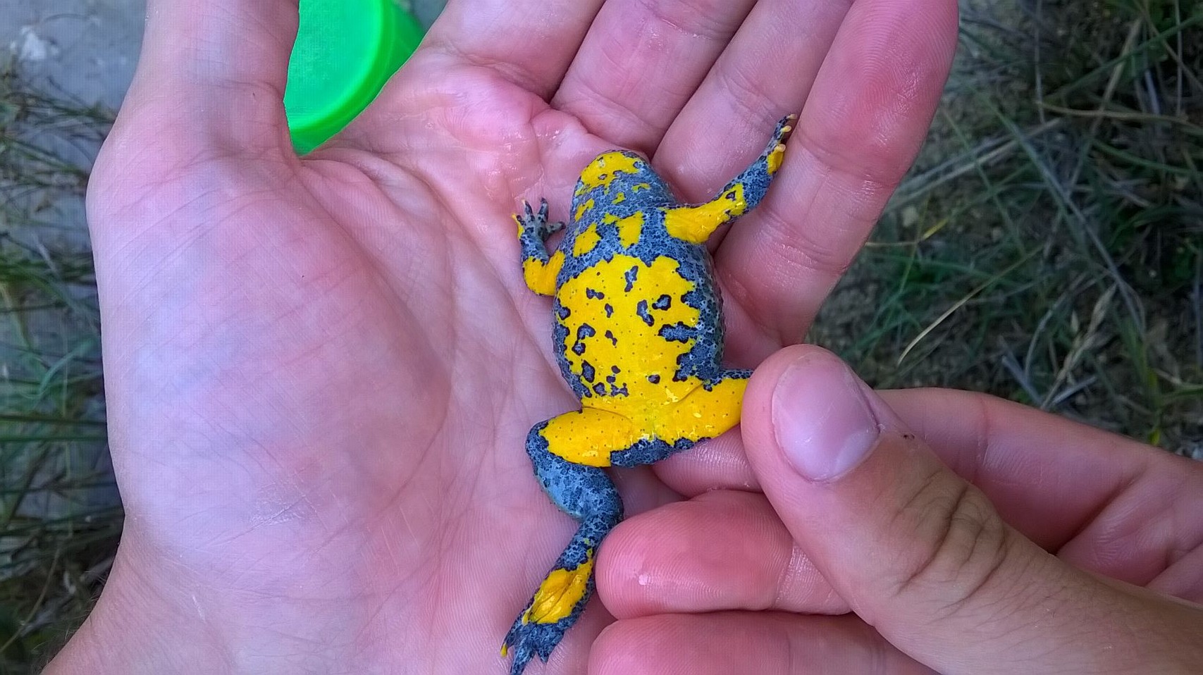 Gli ululoni tornano a casa