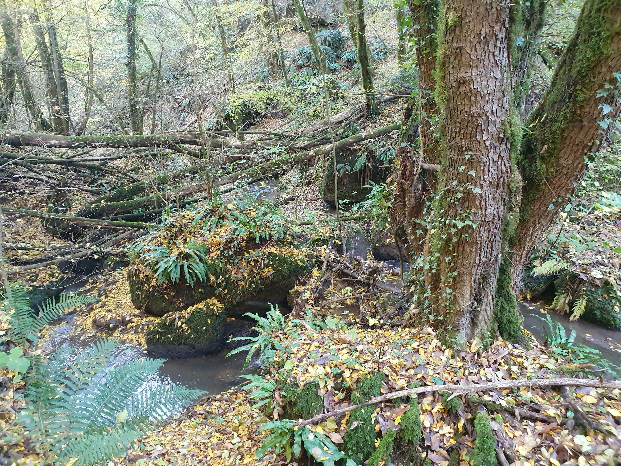GIORNATA EUROPEA DEI PARCHI<br /> "IL PARCO DI SUTRI...UN PICCOLO SCRIGNO DI BIODIVERSITA'"