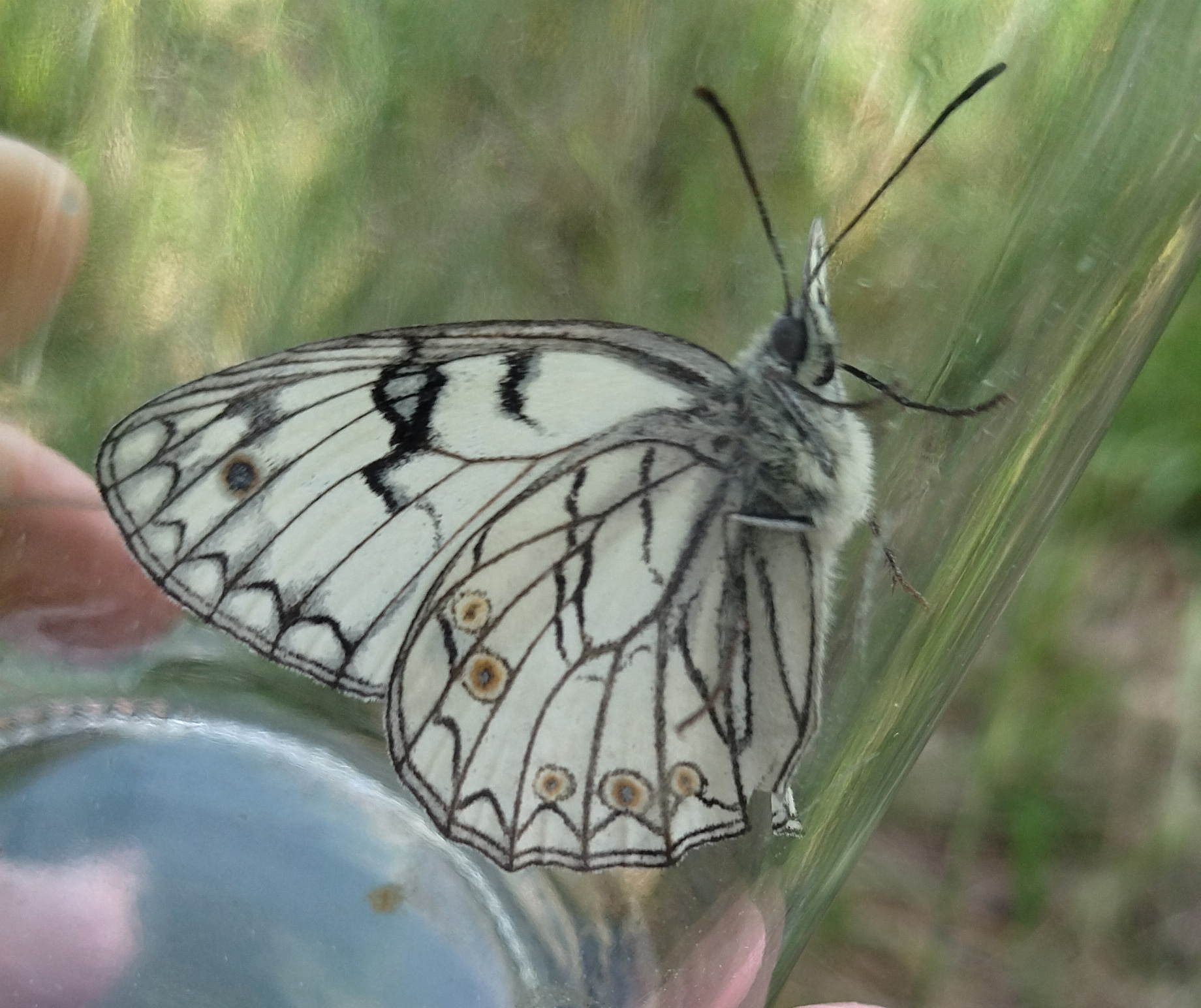Monitoraggio lepidotteri
