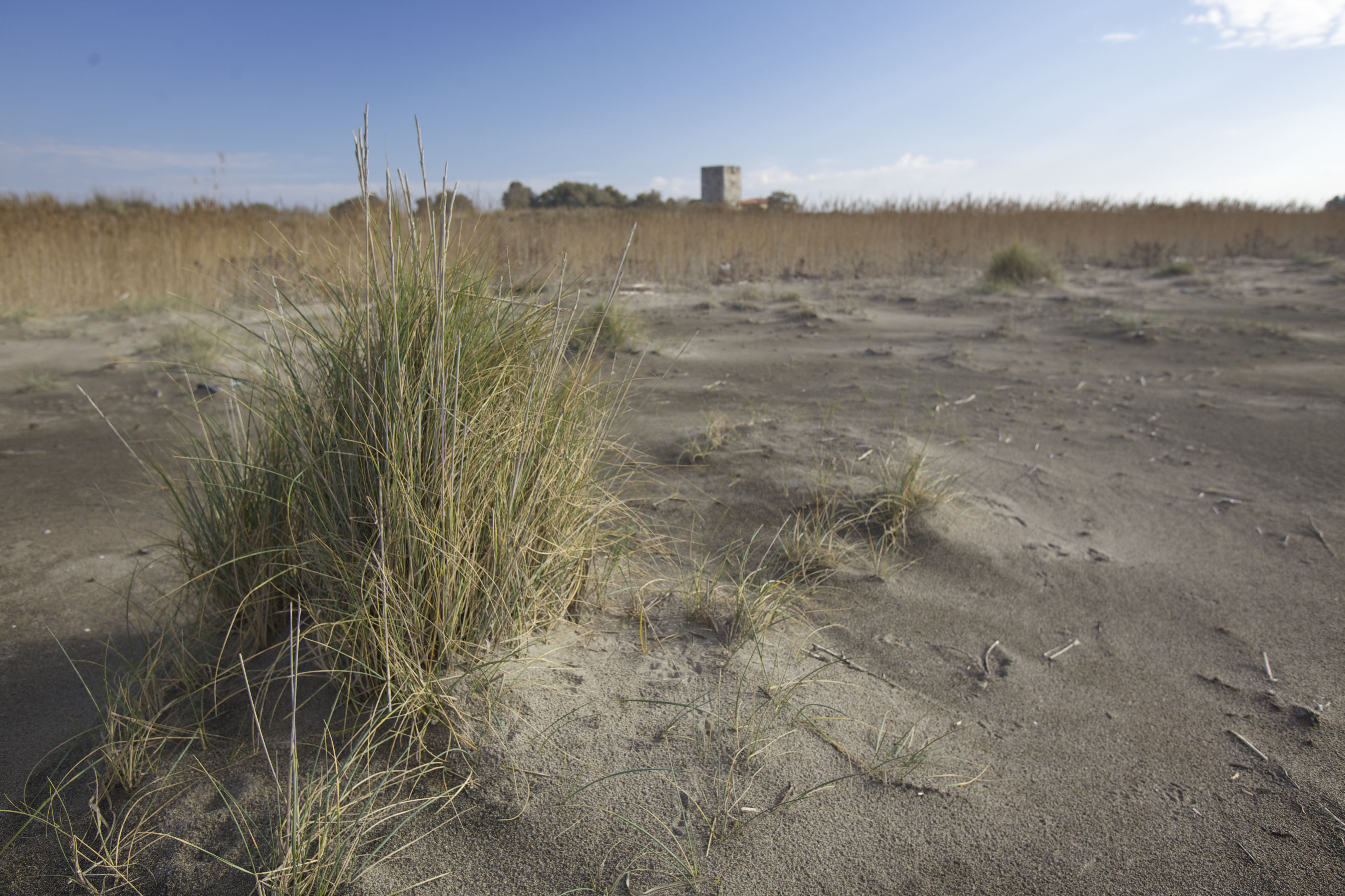 Comunicazione di Avvio della Consultazione - Vas del Piano di Gestione della Riserva Naturale Statale del Litorale Romano