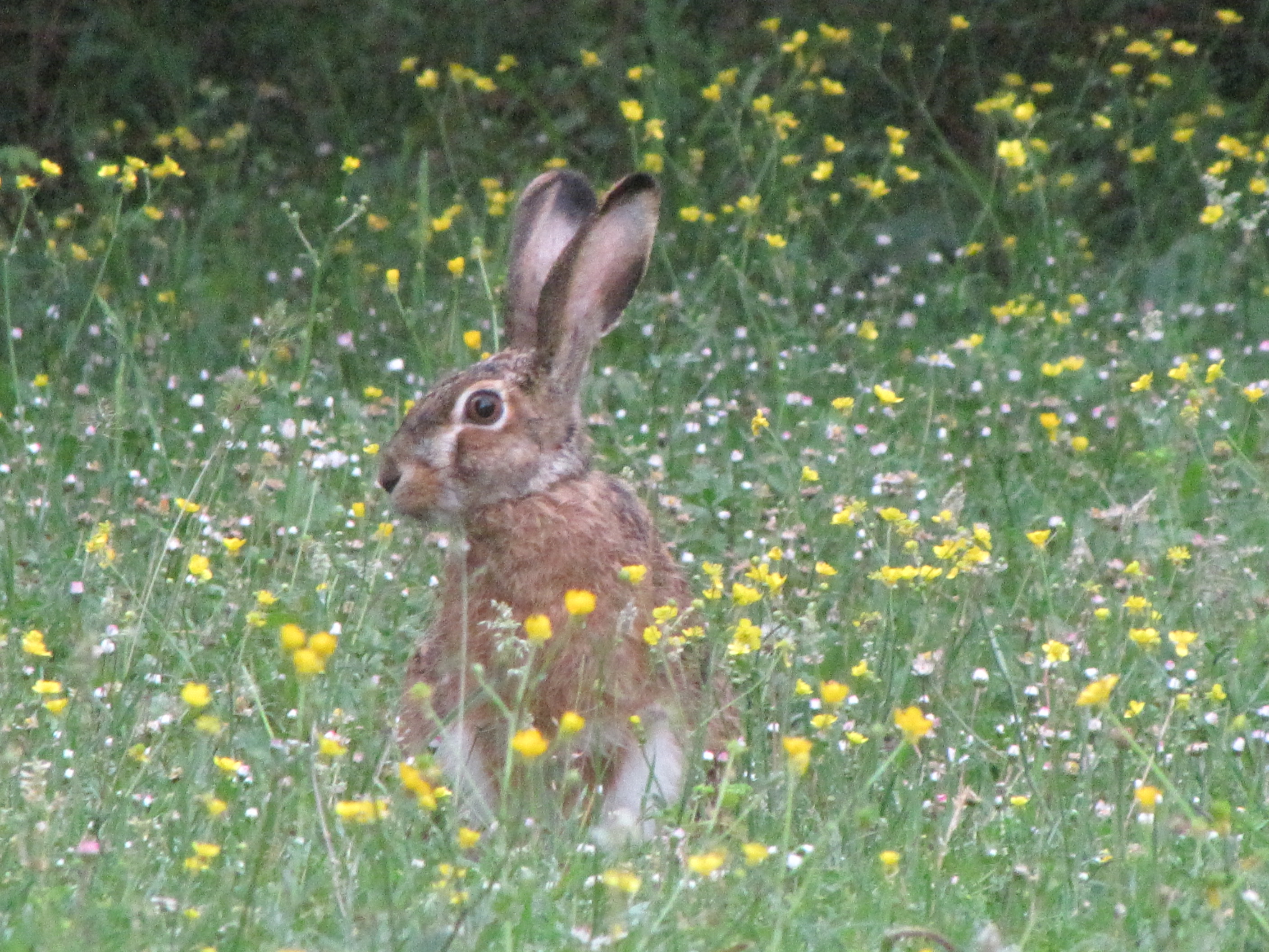 Lepre italica nel Parco Marturanum