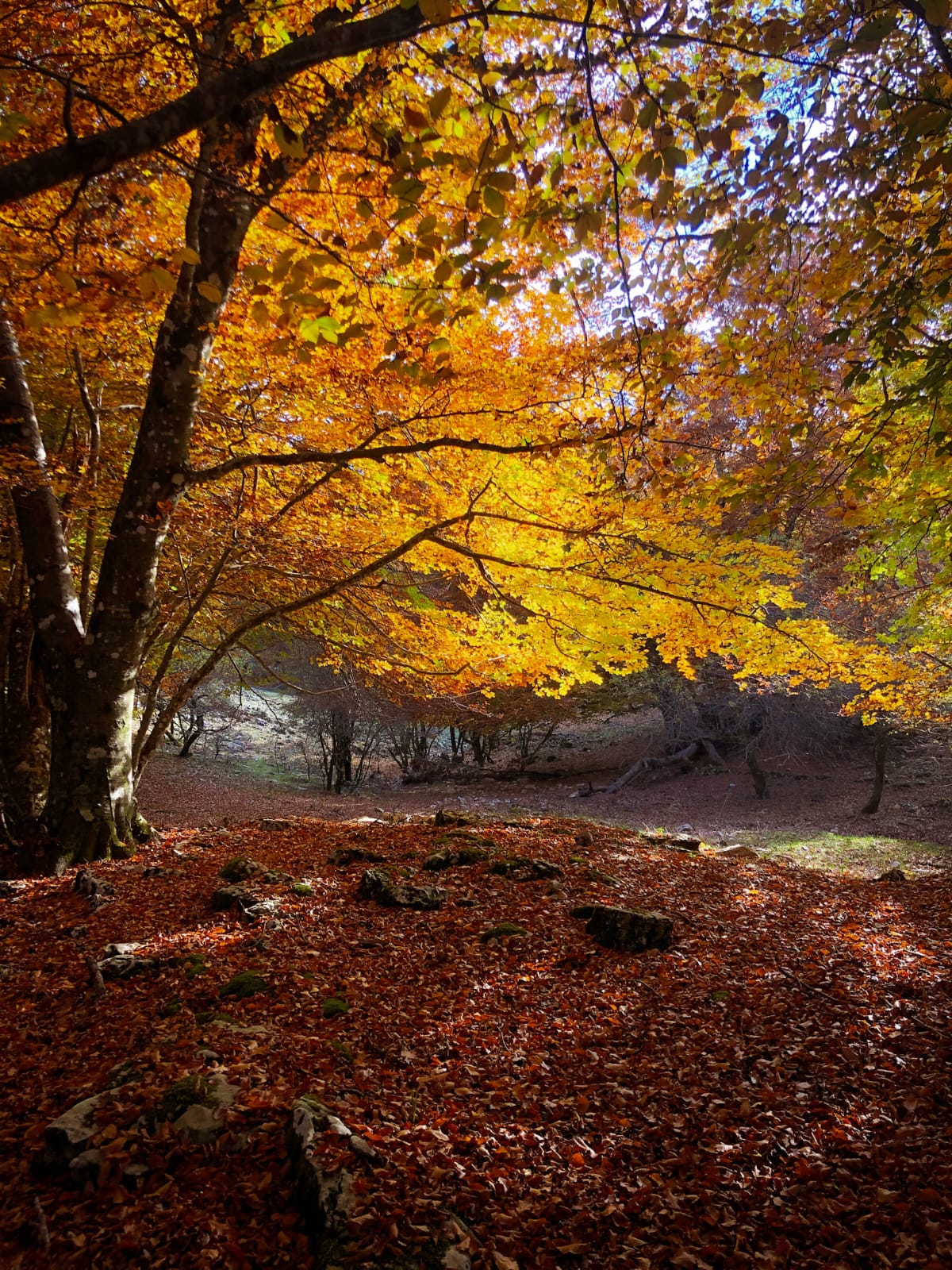 Autunno nel Parco Naturale dei Monti Aurunci: si celebra la Giornata Nazionale dell'Albero
