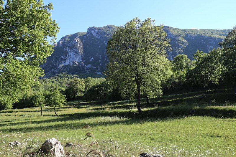 Festa dell'Albero 2025 – Il Parco Monti Aurunci dona 942 nuove piante per crescere una comunità più verde