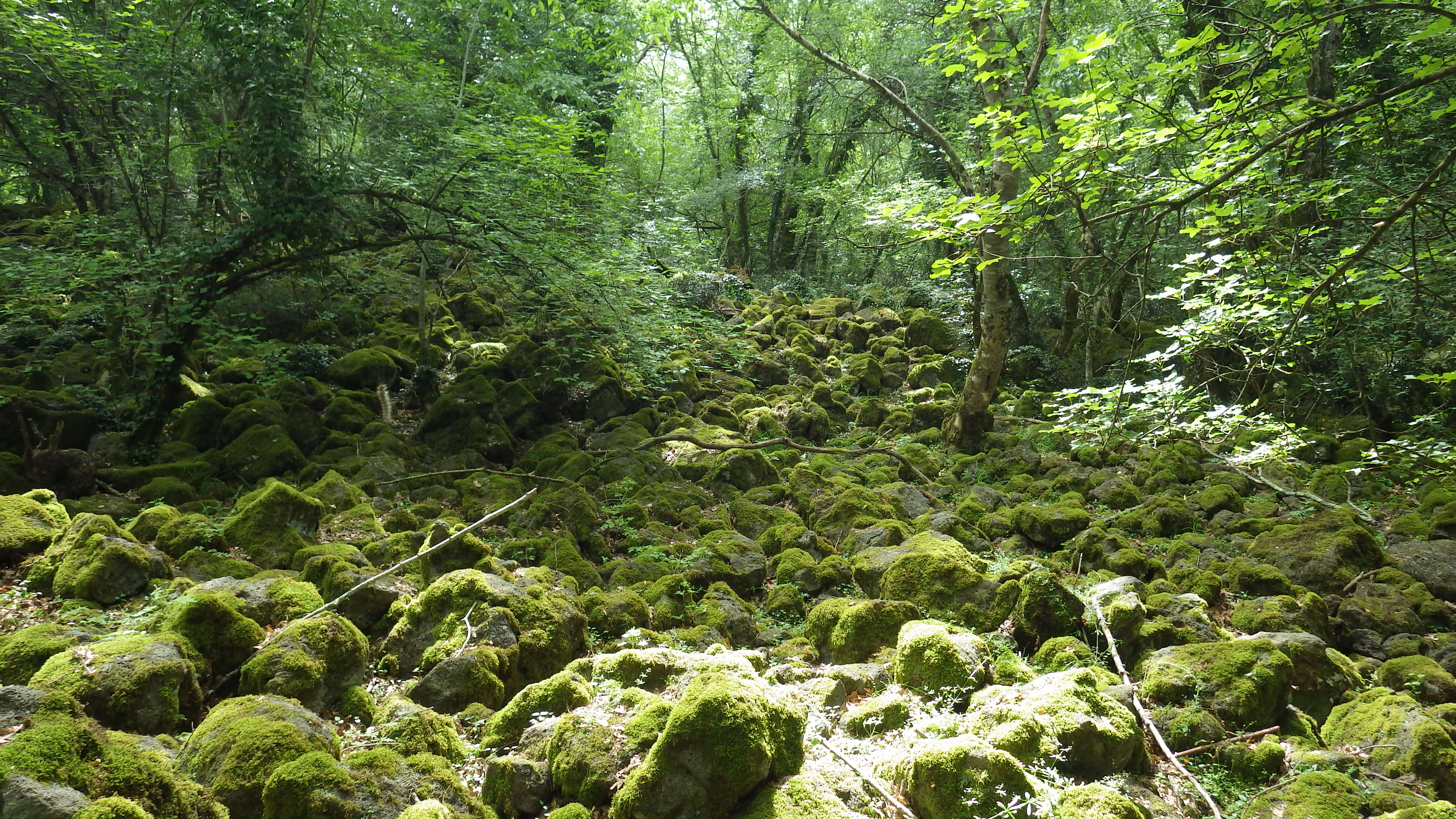 Tutela, conoscenza e promozione del patrimonio boschivo italiano: la Riserva Naturale Selva del Lamone