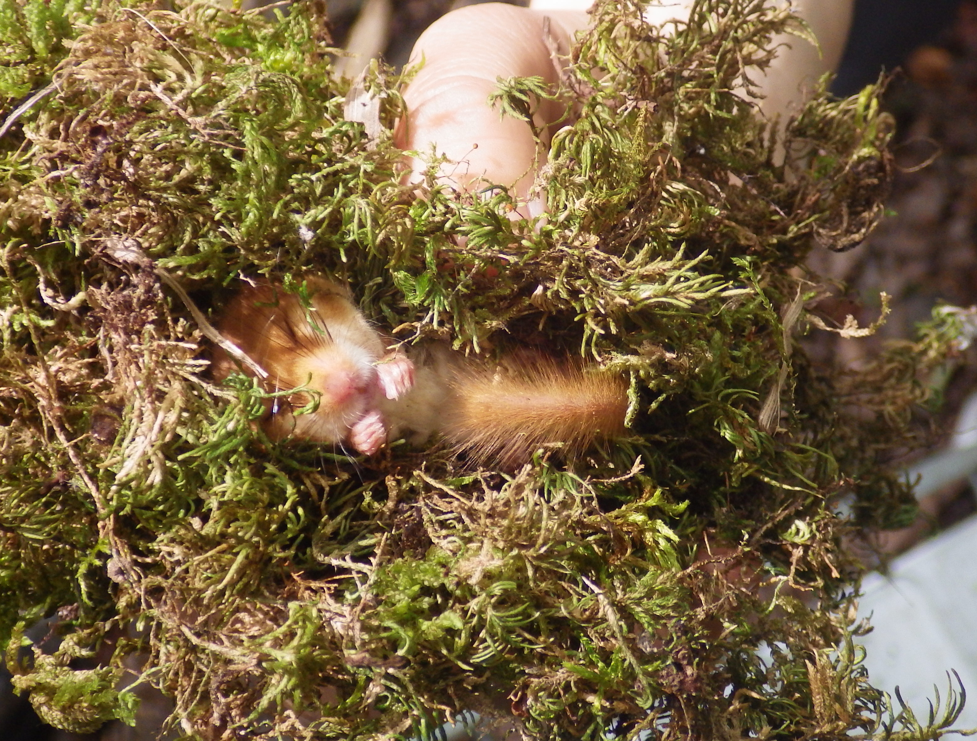 Forest management affects individual and population parameters of the hazel dormouse Muscardinus avellanarius