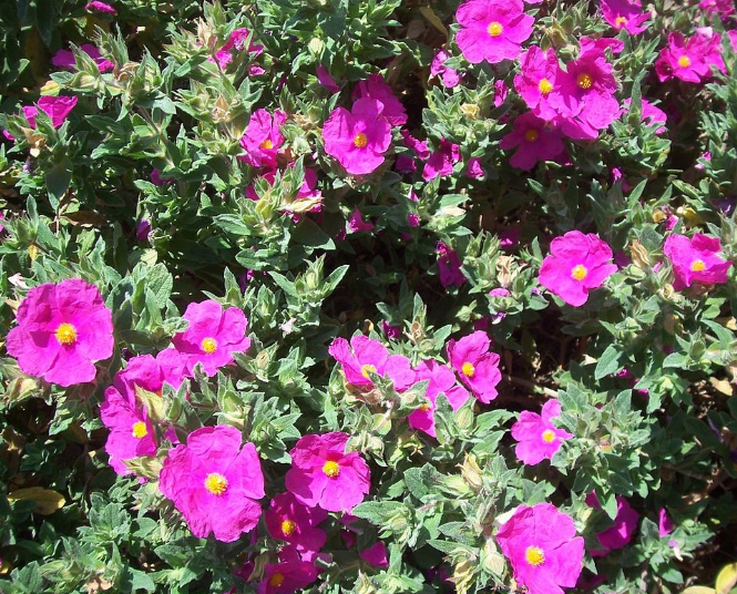 Cisto rosso - foto Claudio Tescarollo