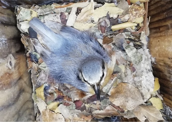 Breeding parameters of insectivorous hole-nesting passerines in some protected areas of Latium region