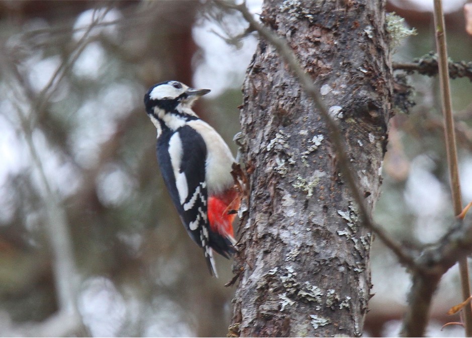 Dendrocopos major and Dryobates minor monitoring in the Selva del Lamone Regional Reserve (Central Italy)