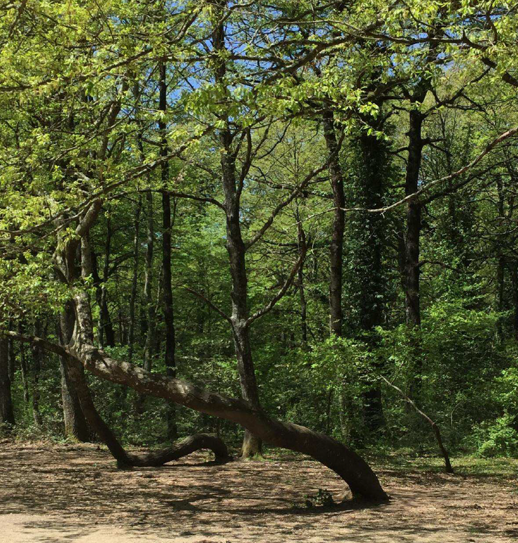 Il Bosco fra storia e leggenda - TESORI NATURALI 2025