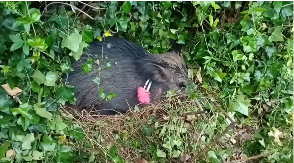 GUARDIAPARCO E ASL SEDANO CINGHIALE FERITO