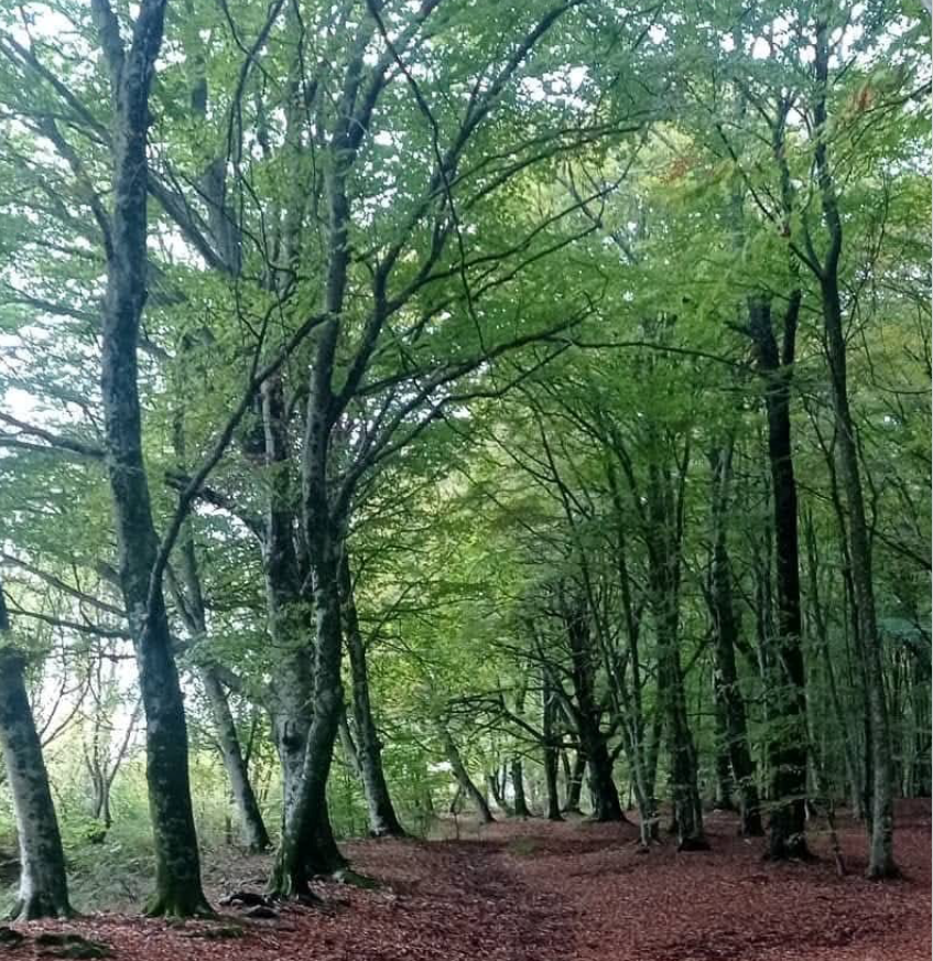 Trekking alla faggeta di Monte Raschio Oriolo e Visita alla Mola di Oriolo Romano - - TESORI NATURALI 2026