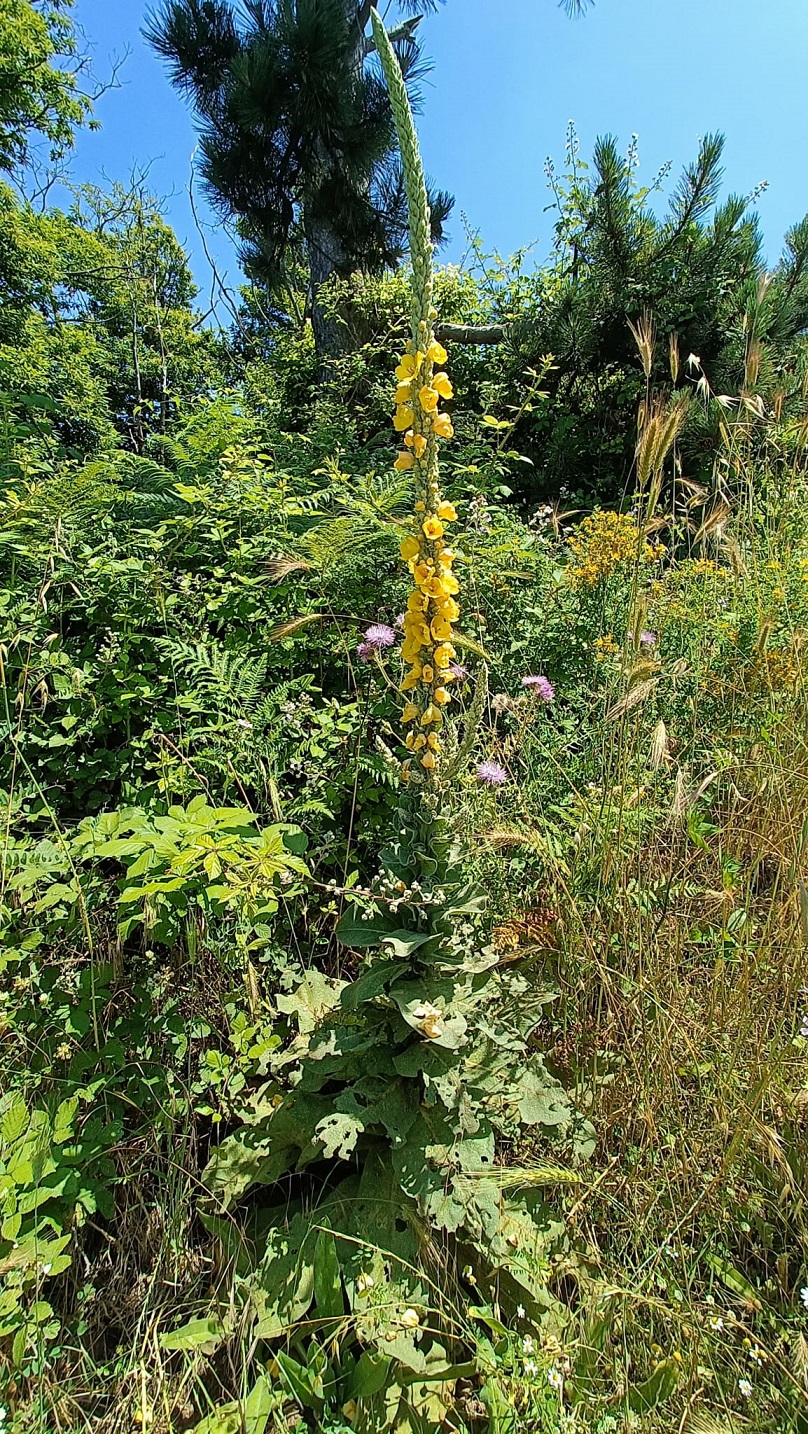 Verbasco, la pianta spontanea che colora l'estate