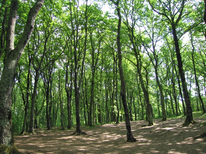 Faggeta di Monte Raschio