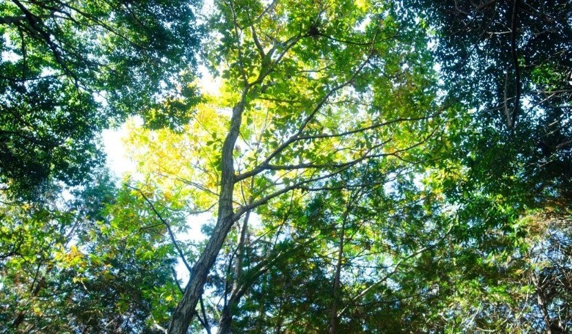 Immersione in Foresta nella Riserva Naturale Monte Rufeno