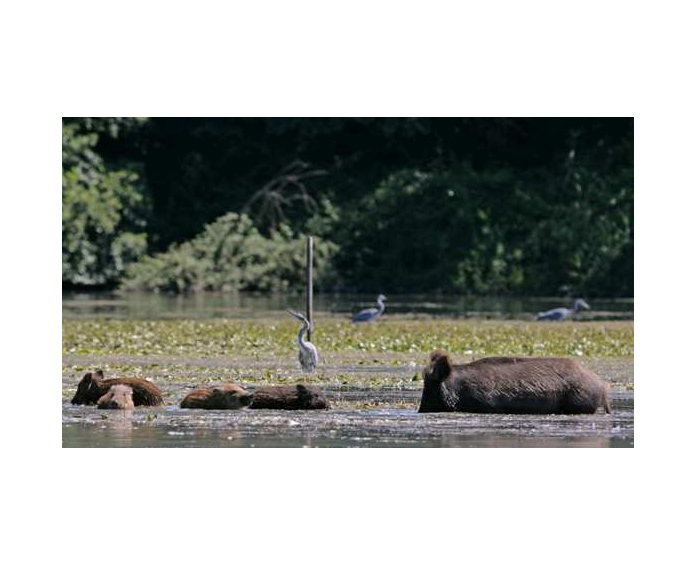 Verifica/valutazione preliminare per lo studio dell'impatto ecologico del cinghiale sulle specie di avifauna acquatica nidificante della Riserva Naturale Tevere Farfa