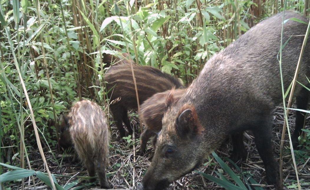 Progetto di valutazione dell'impatto ecologico sulle specie nidificanti a terra, sensibili alla presenza del cinghiale. Anno 2011