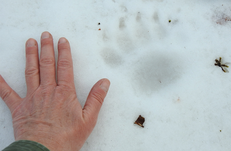 Impronta di Orso marsicano