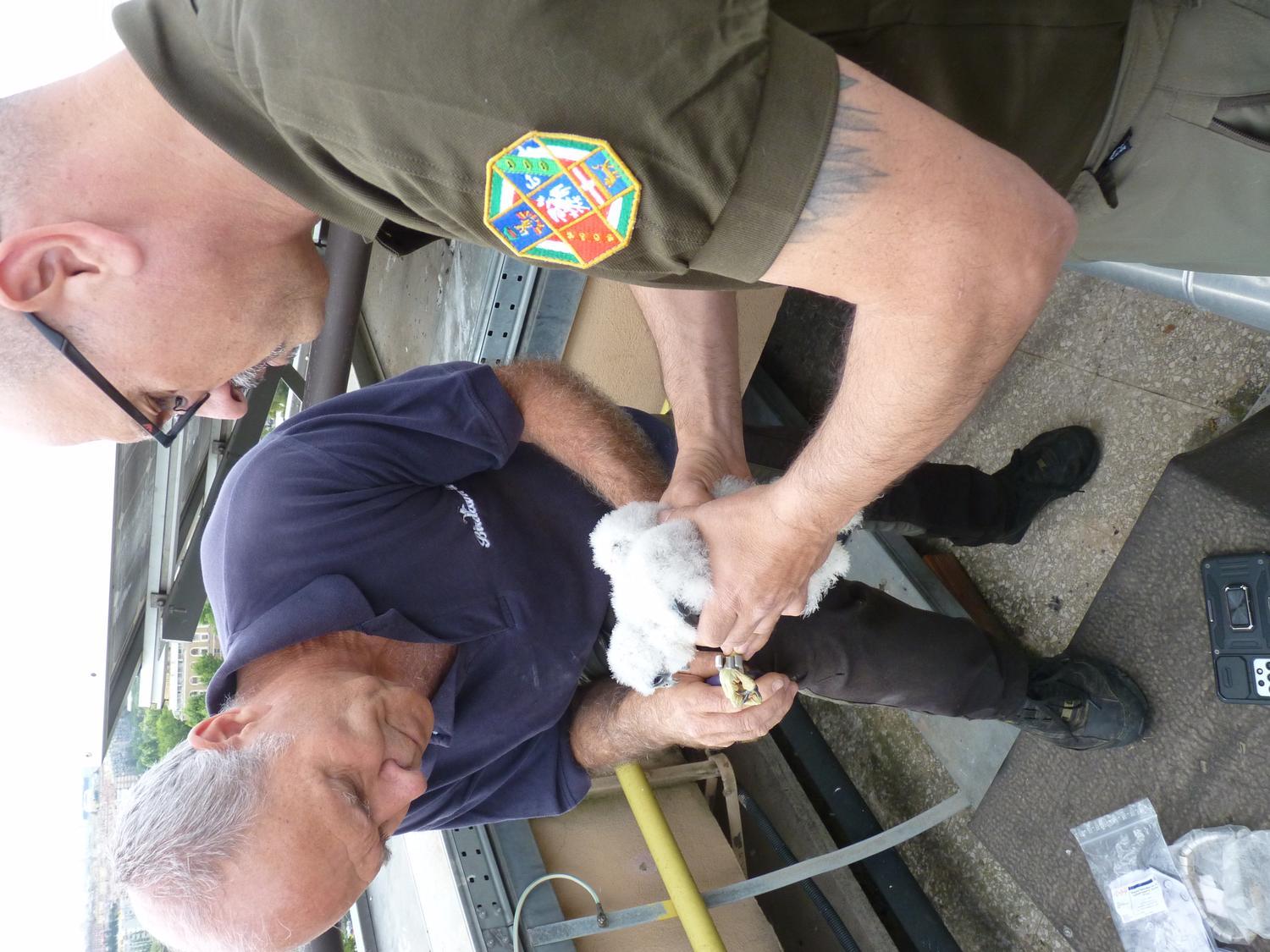 Giacomo dell'Omo (Ornis talica) ed Emiliano De Santis (Regione Lazio) durante l'inanellamento del pullo. 